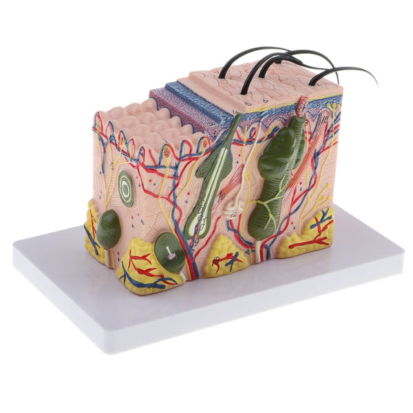 Human Anatomical Skin Model