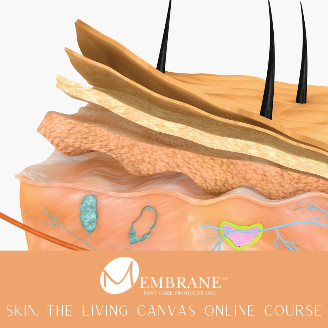 Skin, Our Living Canvas : Life Within The Dermalogical Barrier ONLINE COURSE